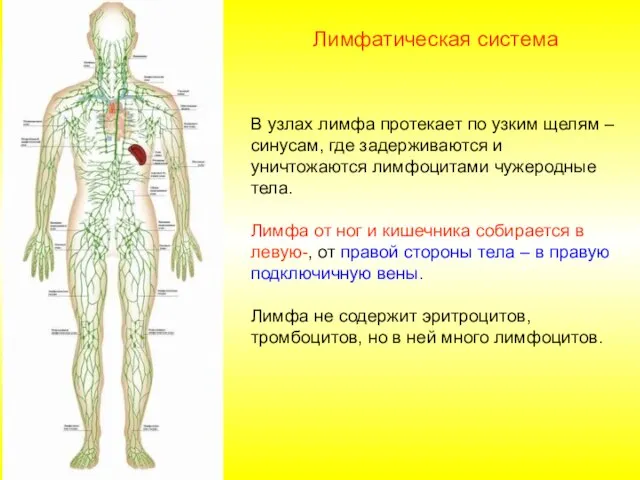 В узлах лимфа протекает по узким щелям – синусам, где задерживаются и