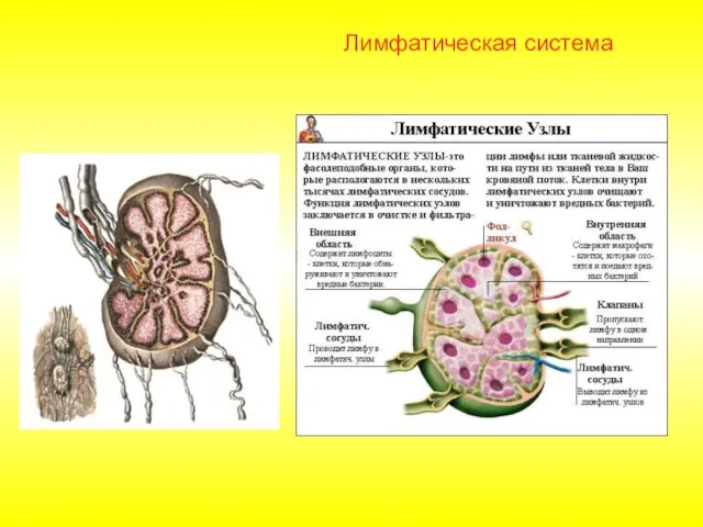 Лимфатическая система