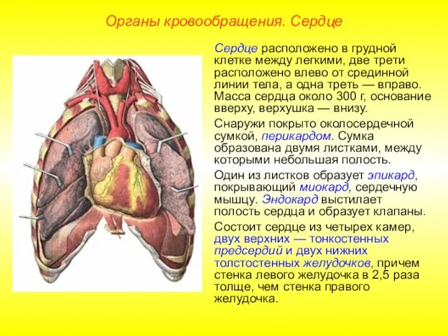 Органы кровообращения. Сердце Сердце расположено в грудной клетке между легкими, две трети