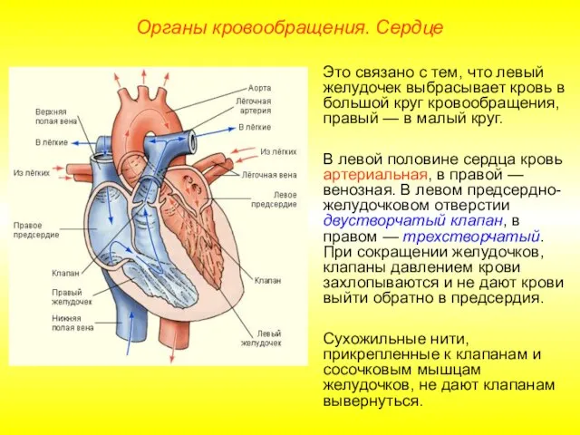 Органы кровообращения. Сердце Это связано с тем, что левый желудочек выбрасывает кровь