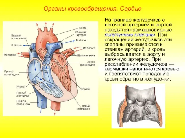 Органы кровообращения. Сердце На границе желудочков с легочной артерией и аортой находятся