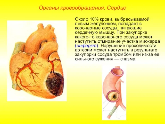 Органы кровообращения. Сердце Около 10% крови, выбрасываемой левым желудочком, попадает в коронарные