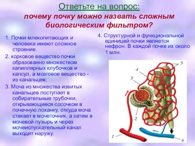 Ответьте на вопрос: почему почку можно назвать сложным биологическим фильтром? 1. Почки