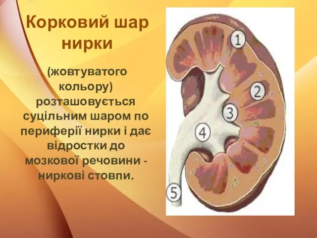 Корковий шар нирки (жовтуватого кольору) розташовується суцільним шаром по периферії нирки і