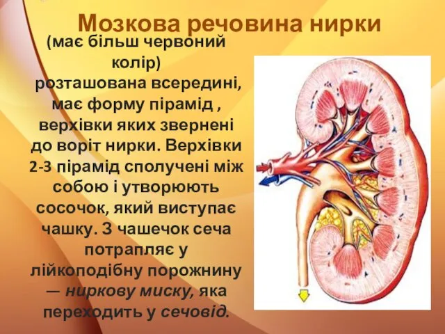 (має більш червоний колір) розташована всередині, має форму пірамід , верхівки яких