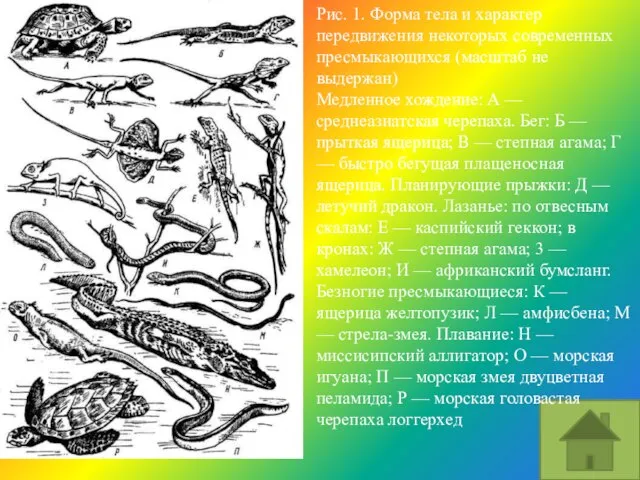 Рис. 1. Форма тела и характер передвижения некоторых современных пресмыкающихся (масштаб не