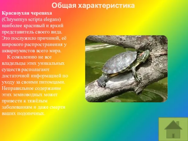 Красноухая черепаха (Chrysemys scripta elegans) наиболее красивый и яркий представитель своего вида.