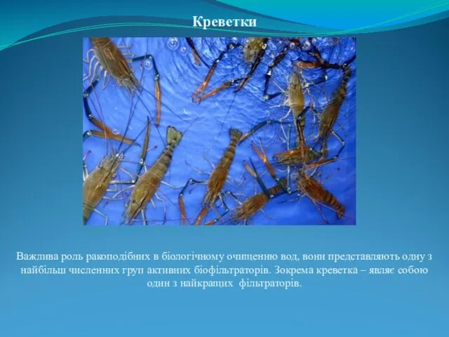Креветки Важлива роль ракоподібних в біологічному очищенню вод, вони представляють одну з