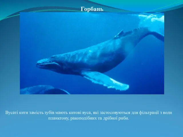 Горбань Вусаті кити замість зубів мають китові вуса, які застосовуються для фільтрації