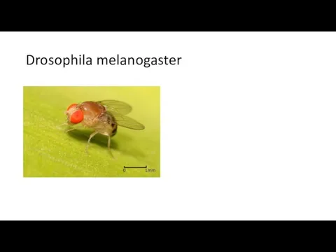 Drosophila melanogaster