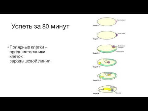 Успеть за 80 минут Полярные клетки – предшественники клеток зародышевой линии