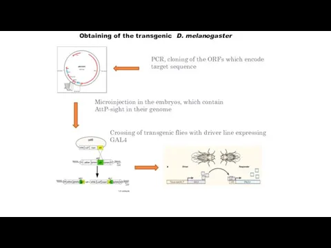 Obtaining of the transgenic D. melanogaster PCR, cloning of the ORFs which