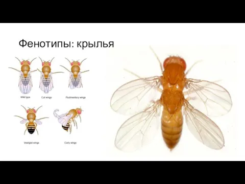 Фенотипы: крылья