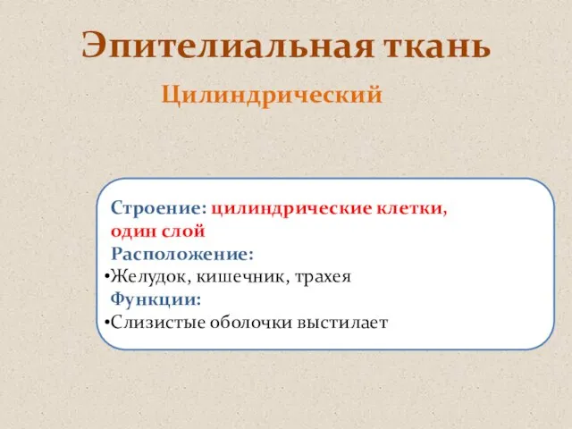 Эпителиальная ткань Цилиндрический Строение: цилиндрические клетки, один слой Расположение: Желудок, кишечник, трахея Функции: Слизистые оболочки выстилает