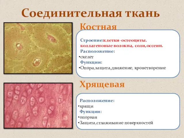 Соединительная ткань Костная Хрящевая Строение:клетки-остеоциты. коллагеновые волокна, соли,оссеин. Расположение: скелет Функции: Опора,защита,движение,