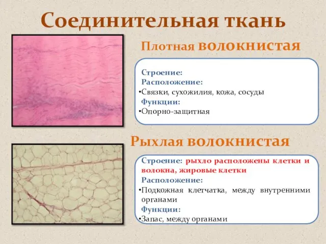 Соединительная ткань Плотная волокнистая Рыхлая волокнистая Строение: Расположение: Связки, сухожилия, кожа, сосуды