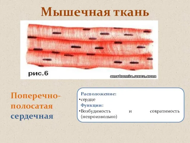 Мышечная ткань Поперечно-полосатая сердечная Расположение: сердце Функции: Возбудимость и сократимость (непроизвольно)