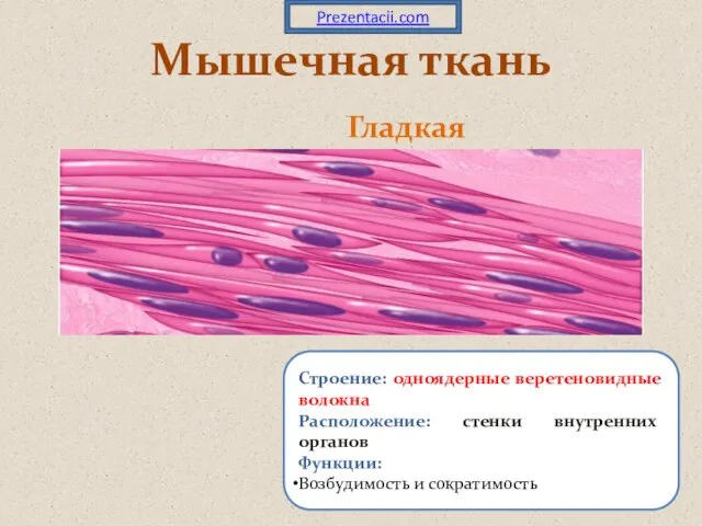 Гладкая Мышечная ткань Строение: одноядерные веретеновидные волокна Расположение: стенки внутренних органов Функции: Возбудимость и сократимость Prezentacii.com