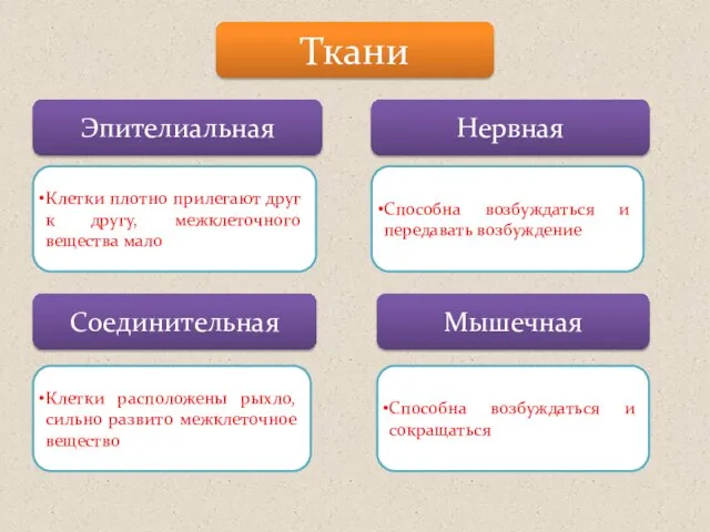 Ткани Эпителиальная Нервная Соединительная Мышечная Клетки плотно прилегают друг к другу, межклеточного