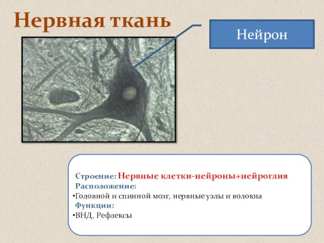 Нервная ткань Строение: Нервные клетки-нейроны+нейроглия Расположение: Головной и спинной мозг, нервные узлы