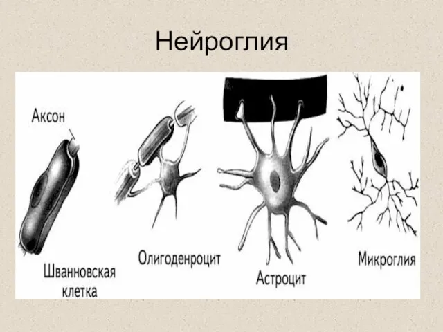 Нейроглия