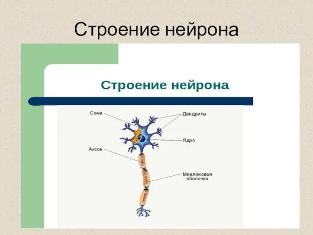 Строение нейрона