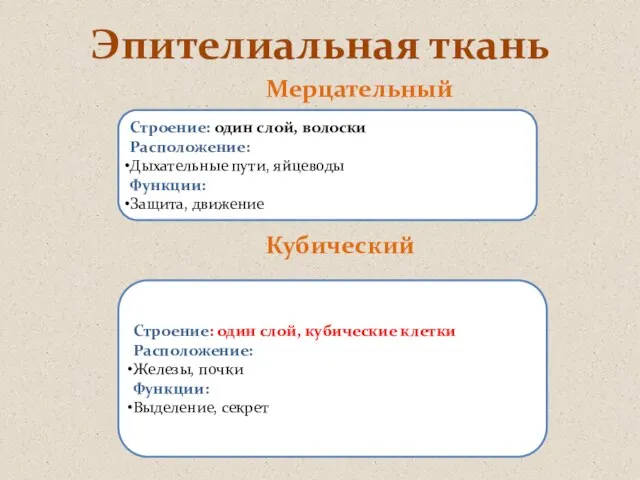 Эпителиальная ткань Мерцательный Кубический Строение: один слой, волоски Расположение: Дыхательные пути, яйцеводы