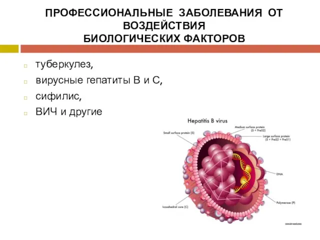 ПРОФЕССИОНАЛЬНЫЕ ЗАБОЛЕВАНИЯ ОТ ВОЗДЕЙСТВИЯ БИОЛОГИЧЕСКИХ ФАКТОРОВ туберкулез, вирусные гепатиты В и С, сифилис, ВИЧ и другие