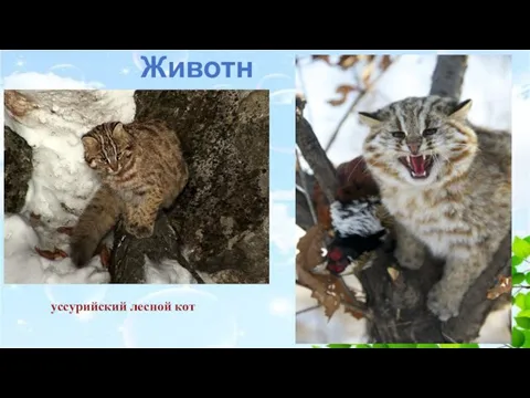 Животные уссурийский лесной кот