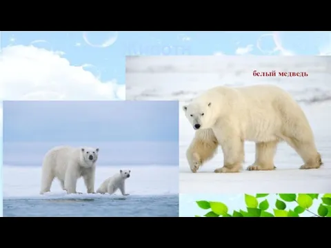 Животные белый медведь
