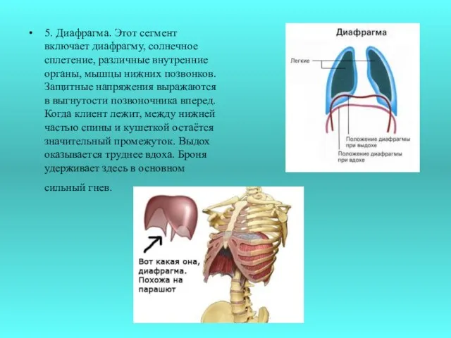 5. Диафрагма. Этот сегмент включает диафрагму, солнечное сплетение, различные внутренние органы, мышцы