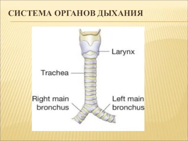 СИСТЕМА ОРГАНОВ ДЫХАНИЯ