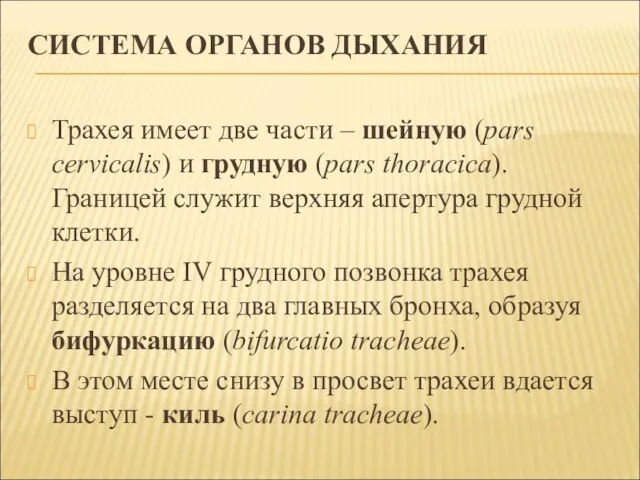 СИСТЕМА ОРГАНОВ ДЫХАНИЯ Трахея имеет две части – шейную (pars cervicalis) и