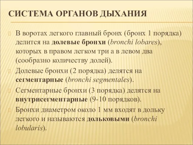 СИСТЕМА ОРГАНОВ ДЫХАНИЯ В воротах легкого главный бронх (бронх 1 порядка) делится