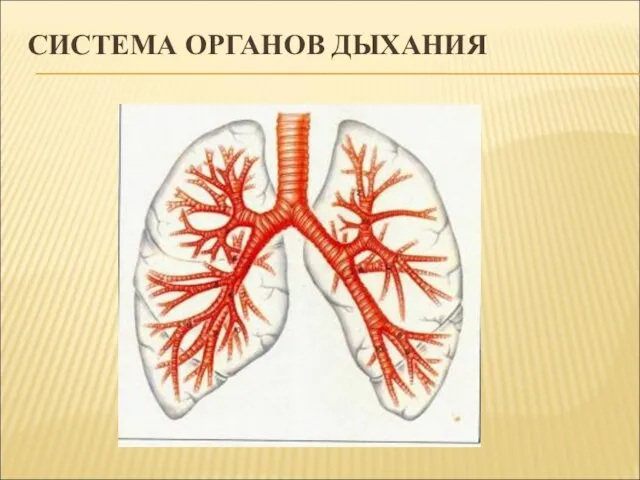 СИСТЕМА ОРГАНОВ ДЫХАНИЯ