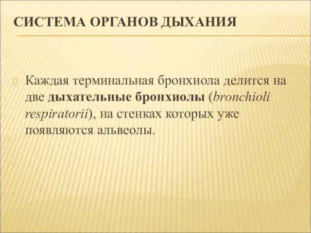 СИСТЕМА ОРГАНОВ ДЫХАНИЯ Каждая терминальная бронхиола делится на две дыхательные бронхиолы (bronchioli