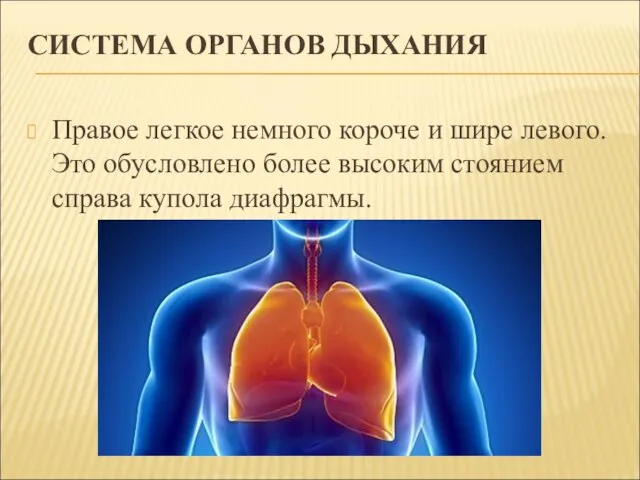 СИСТЕМА ОРГАНОВ ДЫХАНИЯ Правое легкое немного короче и шире левого. Это обусловлено