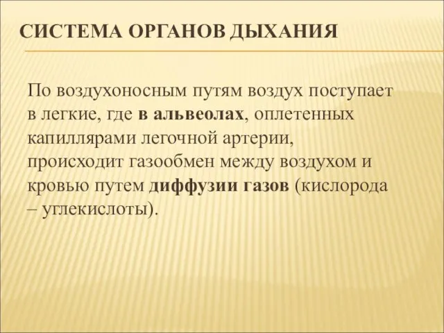 СИСТЕМА ОРГАНОВ ДЫХАНИЯ По воздухоносным путям воздух поступает в легкие, где в