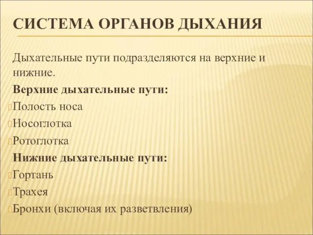 СИСТЕМА ОРГАНОВ ДЫХАНИЯ Дыхательные пути подразделяются на верхние и нижние. Верхние дыхательные