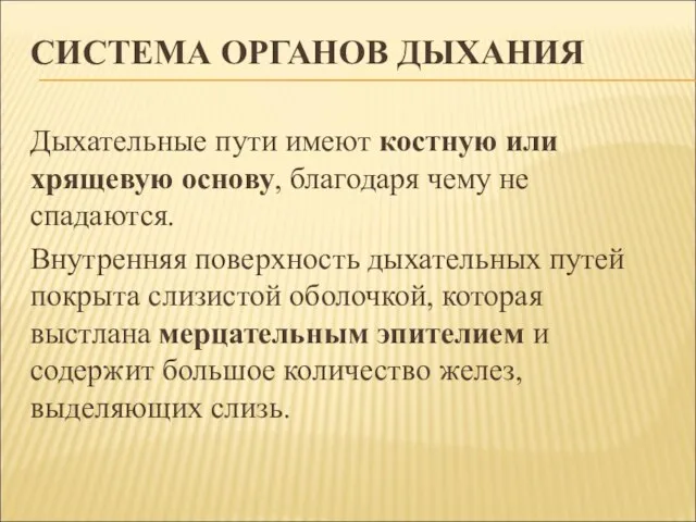 СИСТЕМА ОРГАНОВ ДЫХАНИЯ Дыхательные пути имеют костную или хрящевую основу, благодаря чему