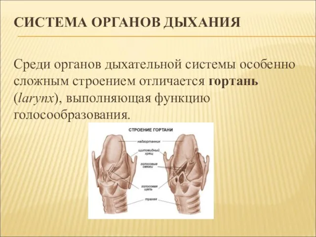 СИСТЕМА ОРГАНОВ ДЫХАНИЯ Среди органов дыхательной системы особенно сложным строением отличается гортань (larynx), выполняющая функцию голосообразования.