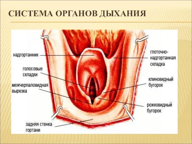 СИСТЕМА ОРГАНОВ ДЫХАНИЯ