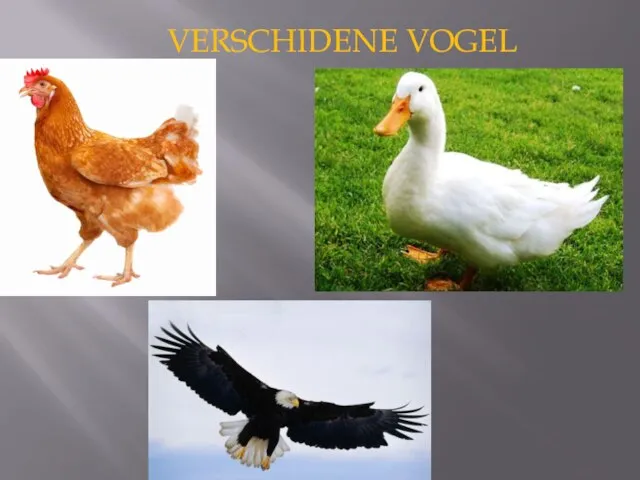 VERSCHIDENE VOGEL