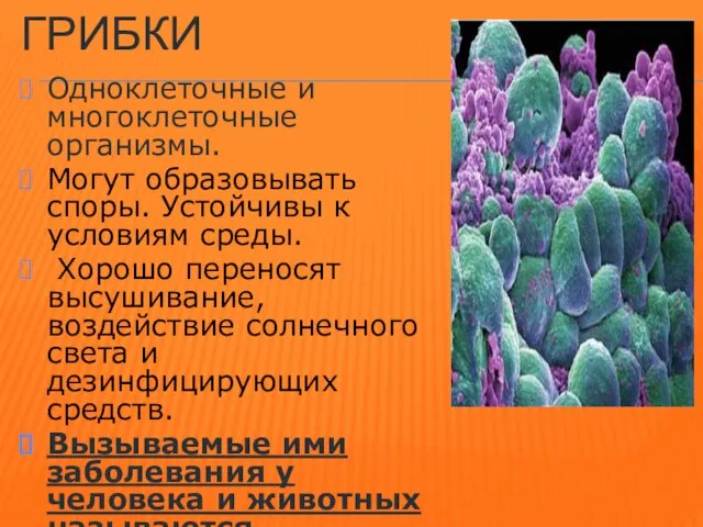 ГРИБКИ Одноклеточные и многоклеточные организмы. Могут образовывать споры. Устойчивы к условиям среды.