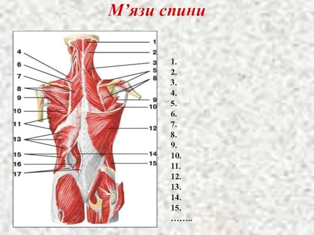 М’язи спини 1. 2. 3. 4. 5. 6. 7. 8. 9. 10.