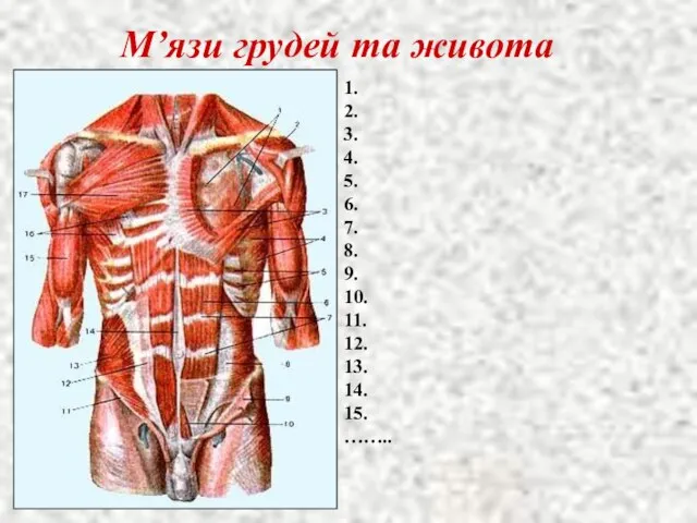 М’язи грудей та живота 1. 2. 3. 4. 5. 6. 7. 8.