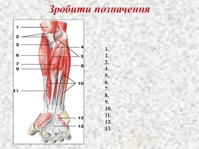 Зробити позначення 1. 2. 3. 4. 5. 6. 7. 8. 9. 10. 11. 12. 13.