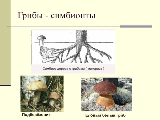 Грибы - симбионты Подберёзовик Еловый белый гриб