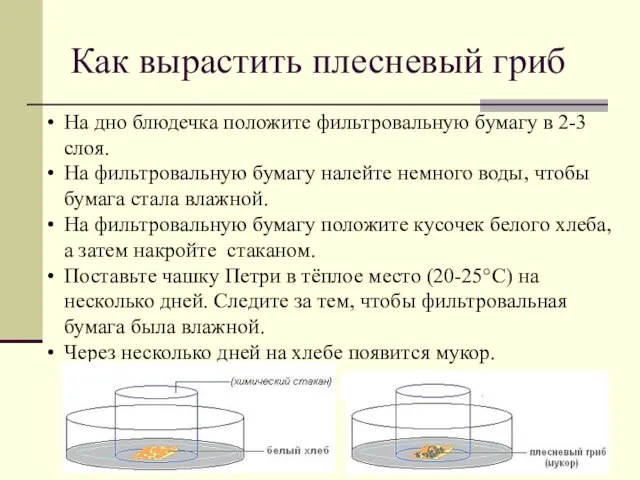 Как вырастить плесневый гриб На дно блюдечка положите фильтровальную бумагу в 2-3