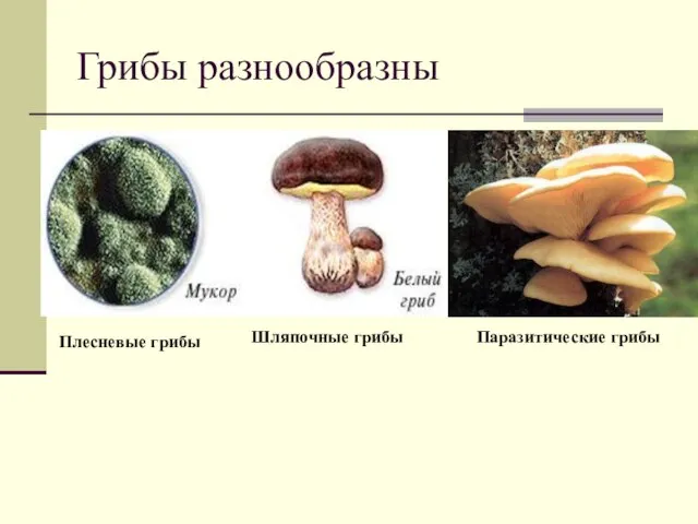 Грибы разнообразны Плесневые грибы Шляпочные грибы Паразитические грибы